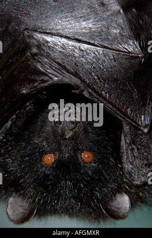Frutta Livingstones Bat Pteropus livingstonii nativa per le isole Comore captive Zoo di Bristol Foto Stock
