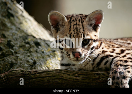 Giovane gatto Ocelot (Leopardus pardalis) rilassarsi sul log e fare contatto con gli occhi Foto Stock