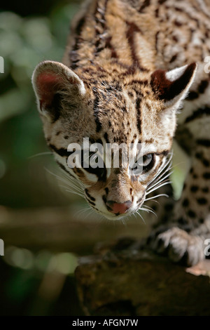 Giovane Ocelot (Leopardus pardalis) caccia Foto Stock