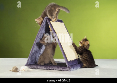 Cat - tre gattini - riproduzione Foto Stock