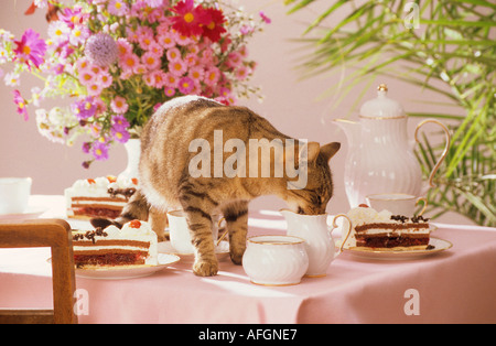Cattiva abitudine : gatto domestico di roditura su tavola Foto Stock