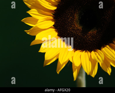 Foto di semi di girasole da Patrick acciaio patricksteel www co uk Foto Stock