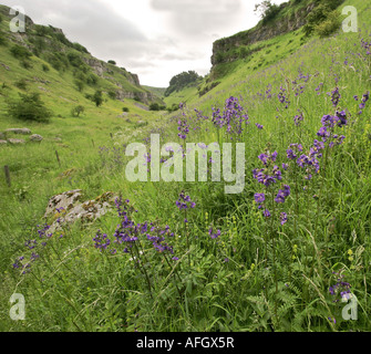 Fasce di rari la scala di Giacobbe Polemonium caeruleum cresce a Lathkill Dale nel Derbyshire Peak District Foto Stock