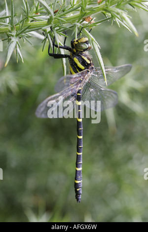 Golden inanellato dragonfly Cordulegaster boltonii appeso ad una pianta gorse Foto Stock