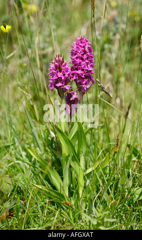 Early Marsh orchidea Dactylorhiza incarnata o latifolia a Kenfig Warren nel Galles del Sud Foto Stock