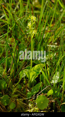 Fen orchid Liparis loeselii sottospecie ovata cresce in dune pantaloni a Kenfig nel Galles del Sud Foto Stock