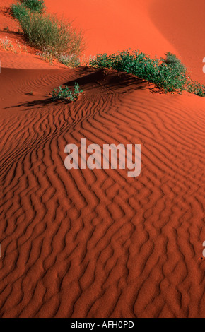 Dune di sabbia del deserto Strzelecki, Sud Australia Foto Stock