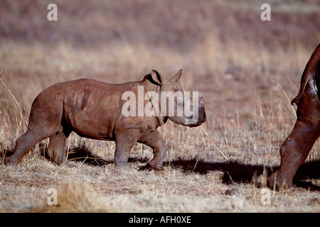 A imboccatura larga rinoceronte, vitello, provincia di Gauteng, Sud Africa / (Ceratotherium simum) Foto Stock