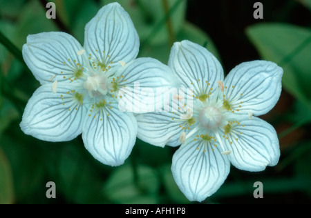 Erba del Parnaso, nel parco nazionale del mare di Wadden, Germania / (Parnassia palustris) Foto Stock