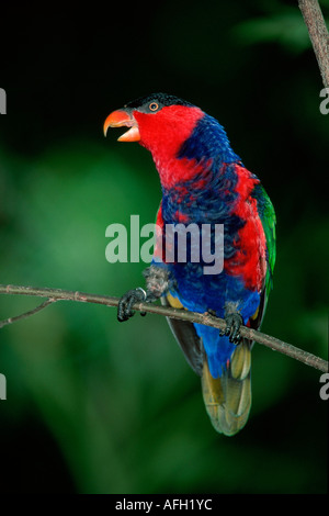 Nero-capped Lory / (Lorius lory) Foto Stock