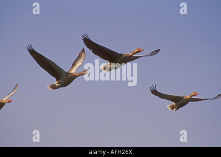 oche di Graylag Foto Stock