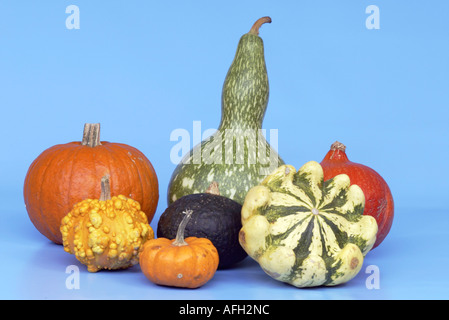 Zucche ornamentali / (Cucurbita spec.) Foto Stock