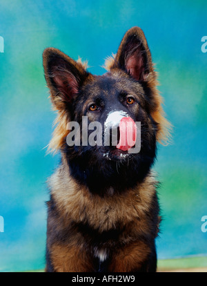 Pastore tedesco Foto Stock