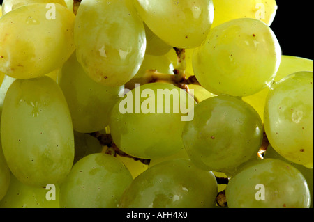 Giallo uve bagnate con gocce di acqua Foto Stock