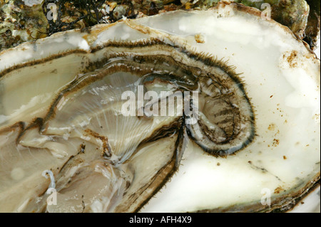 Oyster come makro shot Foto Stock