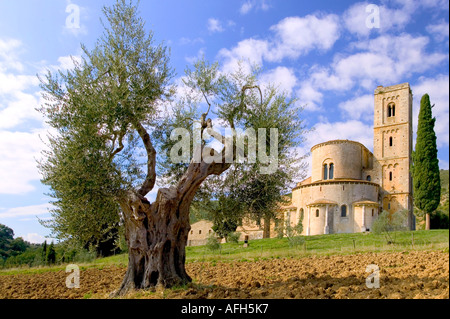 Ulivo con abbazia di Sant Antimo in background Foto Stock