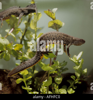 Grande femmina tritone crestato uovo che posa Foto Stock