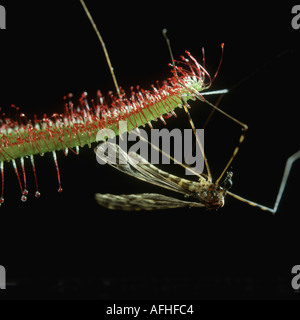 Gru fly intrappolati sulla sundew Drosera Foto Stock