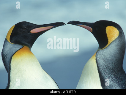 Due re le teste dei pinguini Foto Stock
