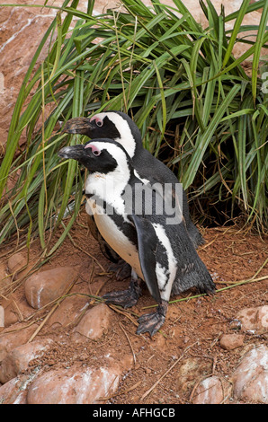 Una coppia di pinguini Foto Stock