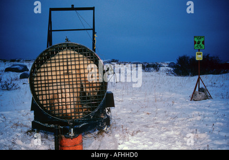 Orso polare intrappolato / Ursus maritimus Foto Stock