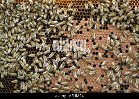 Favo di miele ricoperti di miele api Foto Stock