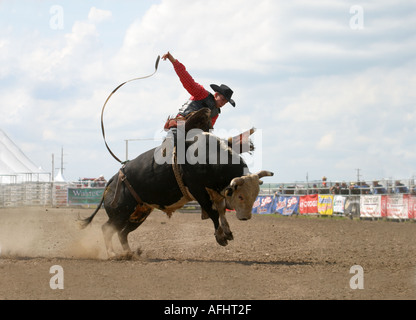 Rodeo Alberta Canada Bull Riding Cowboy vaiolatura le loro abilità contro ruvido e vizioso tori Foto Stock