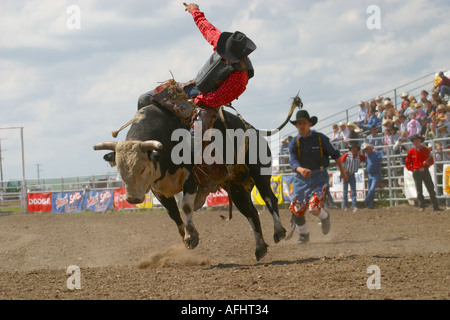 Rodeo Alberta Canada Bull Riding Cowboy vaiolatura le loro abilità contro ruvido e vizioso tori Foto Stock