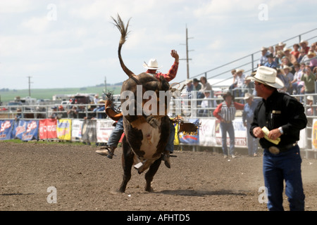 Rodeo Alberta Canada Bull Riding Cowboy vaiolatura le loro abilità contro ruvido e vizioso tori Foto Stock