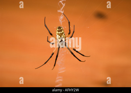 Nero e Giallo Giardino Spider Argiope aurantia in corrispondenza di una cabina sul lago vicino Brownwood Brownwood Texas Foto Stock