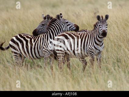 La Burchell zebra in Kenya Foto Stock