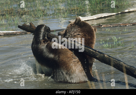 Marrone o orso grizzly giocando in acqua Foto Stock