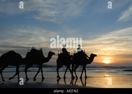 I turisti in giro in cammello cammello tramonto mare spiaggia a Essaouira Marocco Africa del Nord Foto Stock