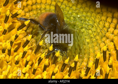 Bumblebee sui semi di girasole. Inghilterra Foto Stock