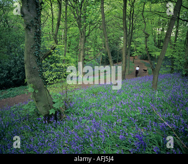 Un dog walker in Bluebell boschi a Houghall nella città di Durham County Durham, Inghilterra Foto Stock