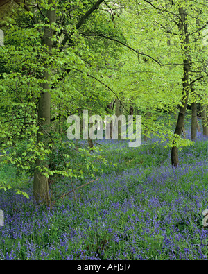 Bluebell boschi a Houghall nella città di Durham County Durham, Inghilterra Foto Stock