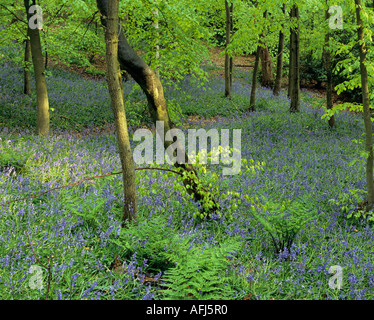 Bluebell boschi a Houghall nella città di Durham County Durham, Inghilterra Foto Stock