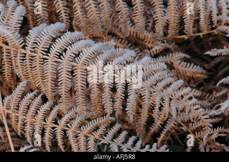 Marrone secco fronde di felci o freno Pteridium aquilinum rivestite da un pesante gelo invernale Foto Stock