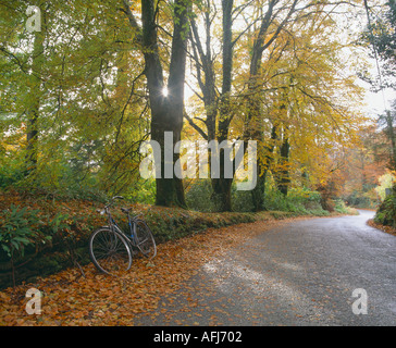 Viale alberato la torsione strada curva in autunno autunno, la bellezza della natura, Foto Stock