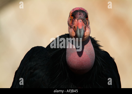 California Condor captive Foto Stock