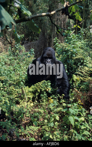 Mountain Gorilla Silverback Parco Nazionale Vulcani Ruanda Foto Stock