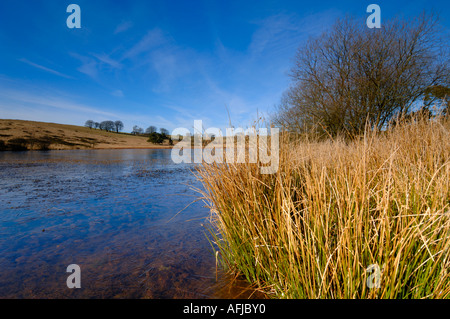 Luce del sole di mattina attraverso un congelati Waldergrave piscina presso il Priddy Mineries su Mendip Hills, Somerset, Inghilterra. Foto Stock