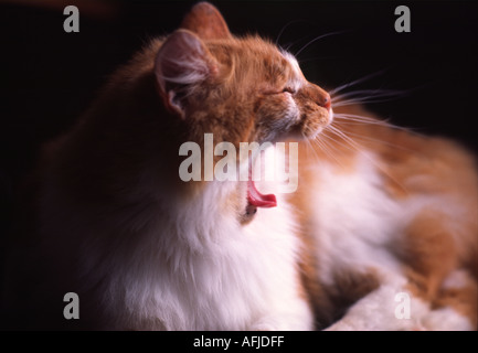Lo zenzero e il gatto bianco sbadigli Foto Stock