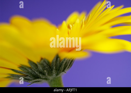 Gerbera gialla fiore contro un sfondo lilla con una profondità di campo ridotta per una messa a fuoco selettiva Foto Stock