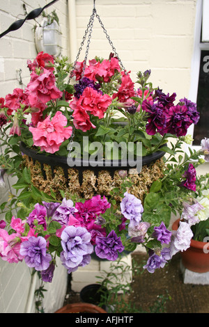 Balze multicolori e rovesciamento di liquidi nelle petunie in una cesta appesa. Foto Stock