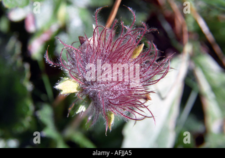 Close-up di Alpine Avens Geum montanum semi in Rila Parco nazionale della Bulgaria Foto Stock