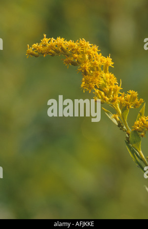 Canada Oro, Solidago canadensis Foto Stock