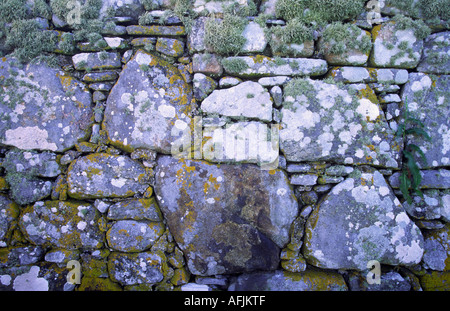 Un antico muro tra le rovine della cappella a Howmore è incrostata con un certo numero di specie di licheni. Foto Stock