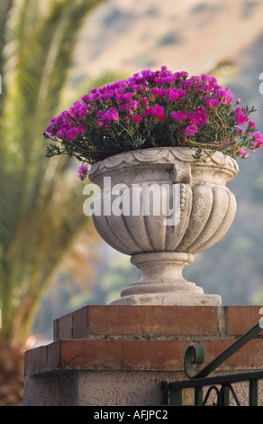 Grande cemento stampato piantatrice con Rosa ghiaccio sulla pianta di un mattone pedastal con una cancellata in ferro battuto in primo piano Foto Stock