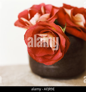 Rose rosse nel recipiente Foto Stock